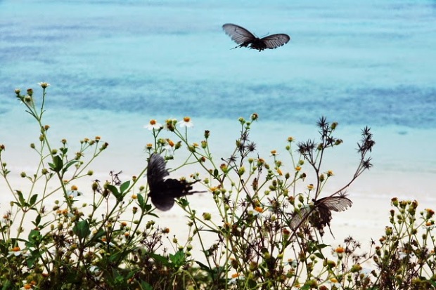 batfly